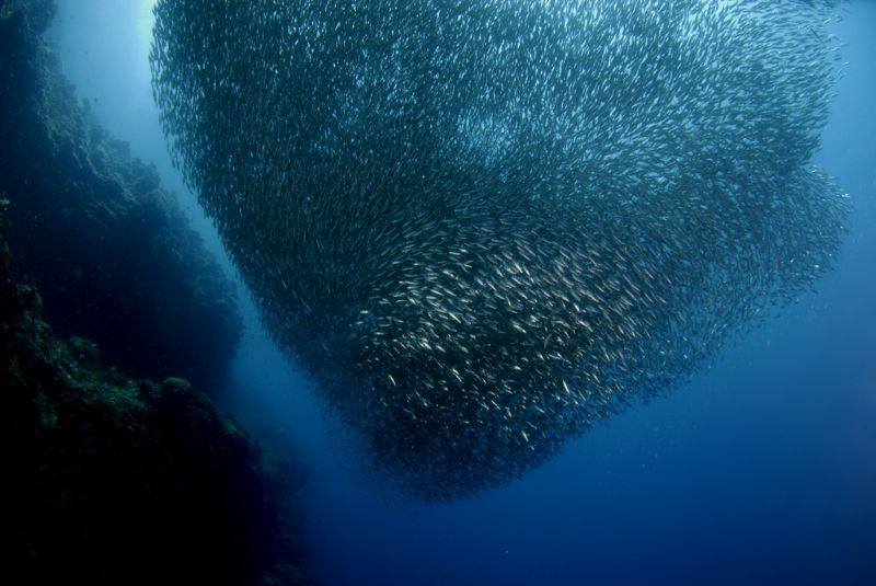 napaling reef sadines en francais