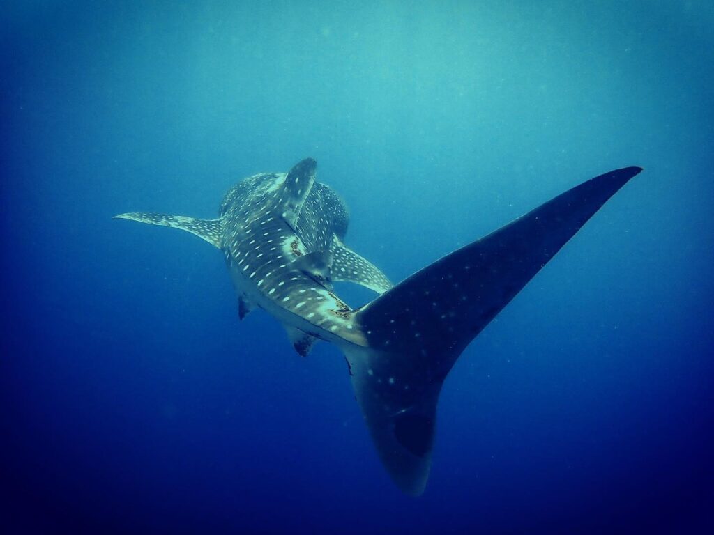 fun dive et plongee loisir a panglao en francais