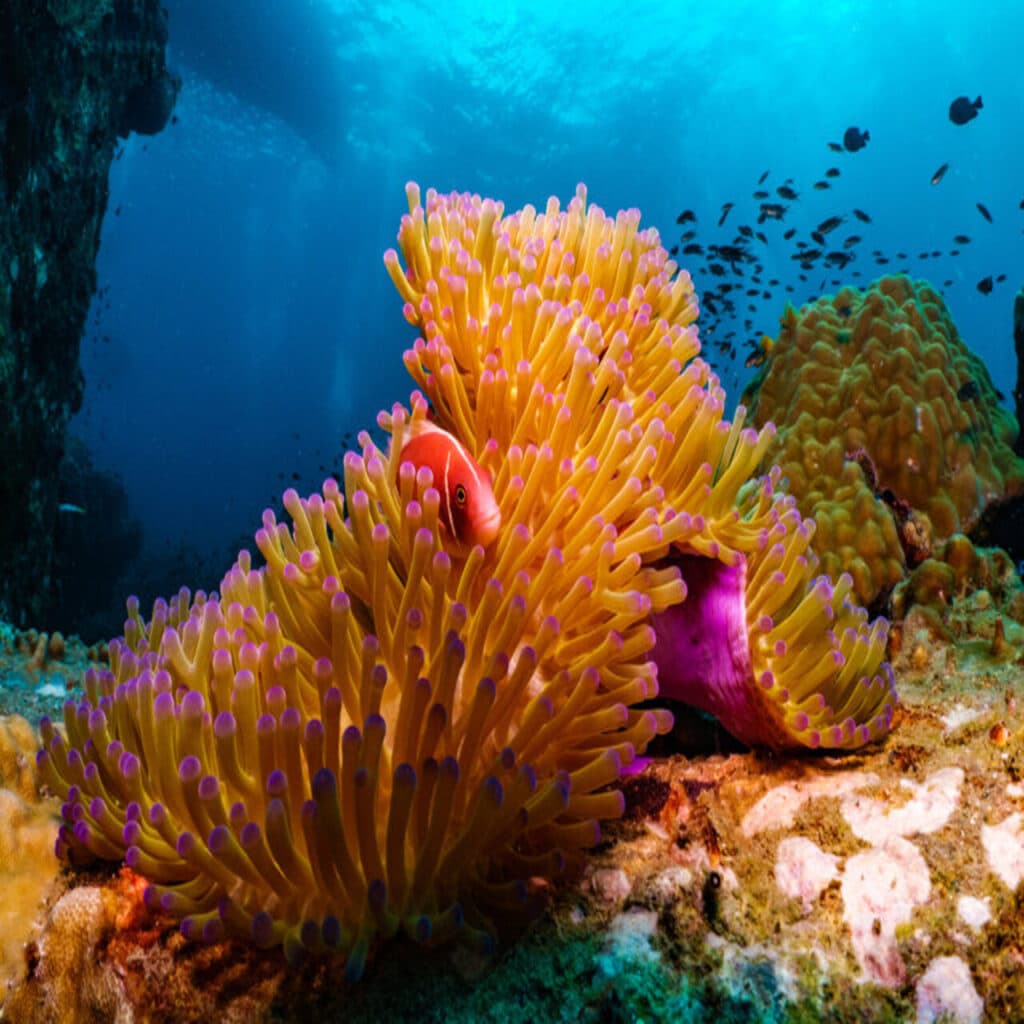 la plongee en francais chez french touch diving aux philippines