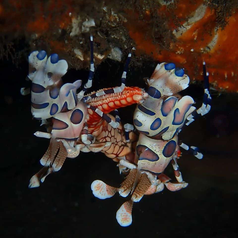 fun dive et plongee loisir a panglao aux philippines