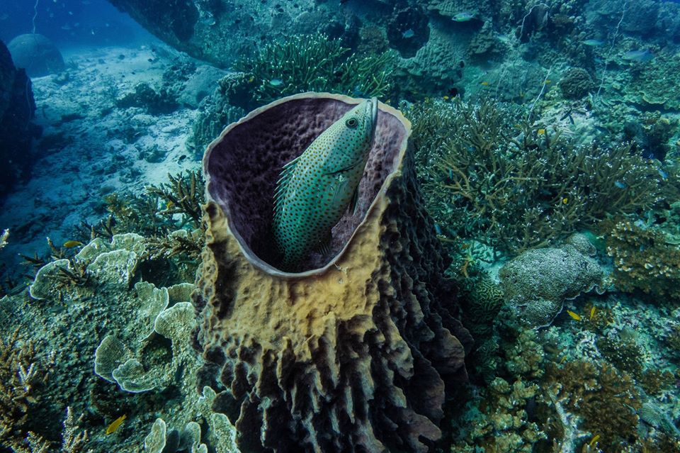 un dive et plongee loisir a panglao aux philippines
