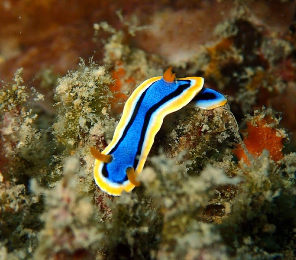 fun dive et plongee loisir a panglao aux philippines