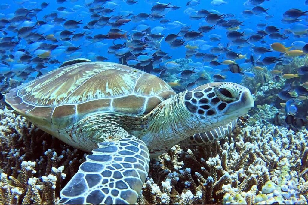 Sea turtle during Balicasag diving trip .une tortue en francais french touch diving bohol club francophones aux philippines