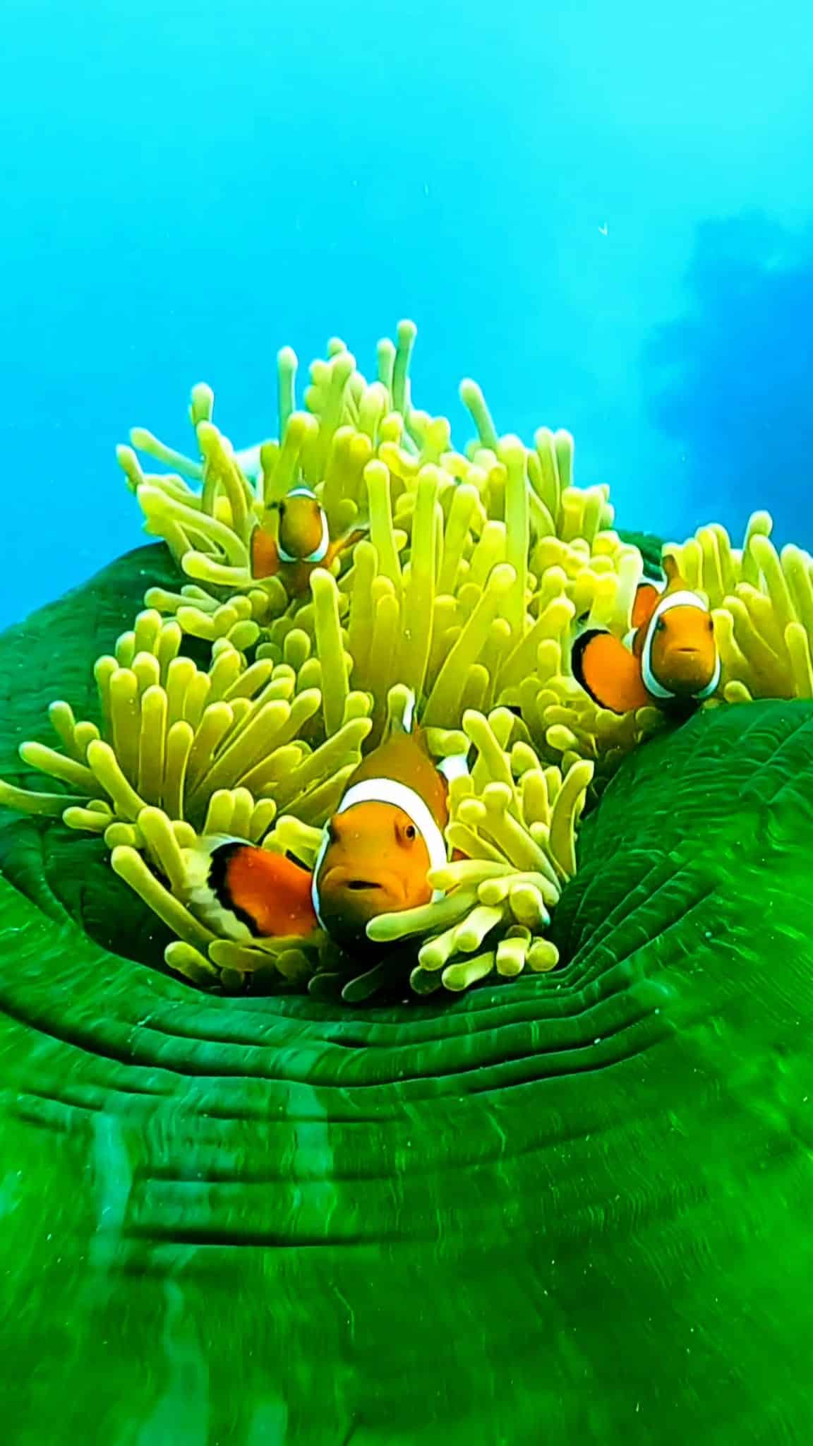Poisson-clown dans une anémone à Pamilacan