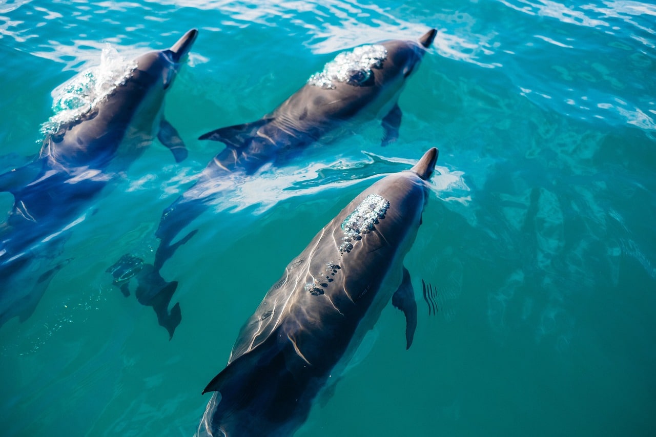 Dauphins dans la mer de Bohol
