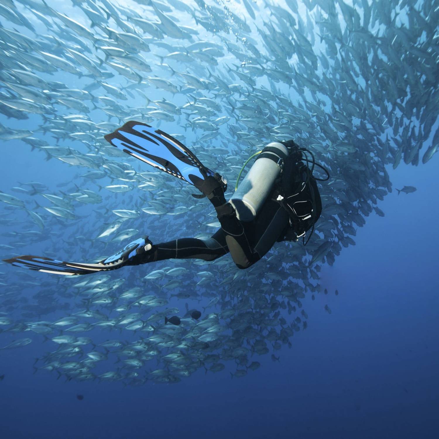 Banc de poissons observé pendant une plongée à Bohol