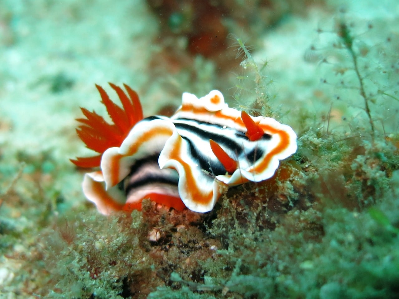 Nudibranche observé pendant une plongée aux Philippines