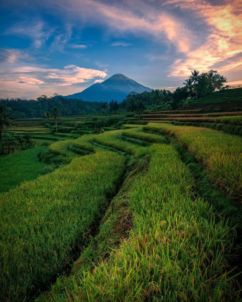 ricefield 4948063 1280