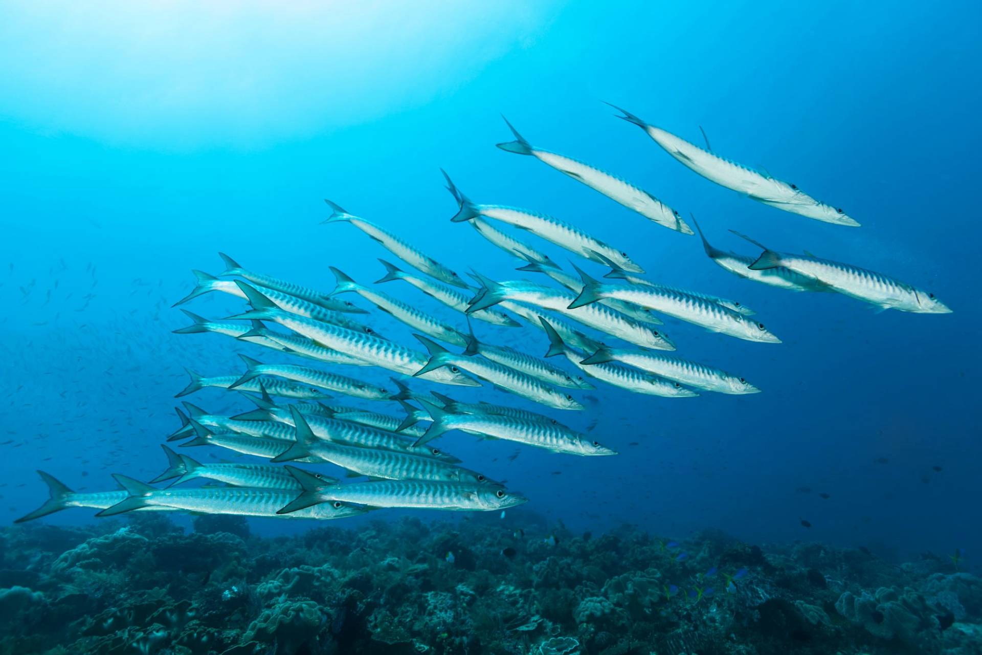 Banc de barracudas observé pendant une plongée à Pamilacan