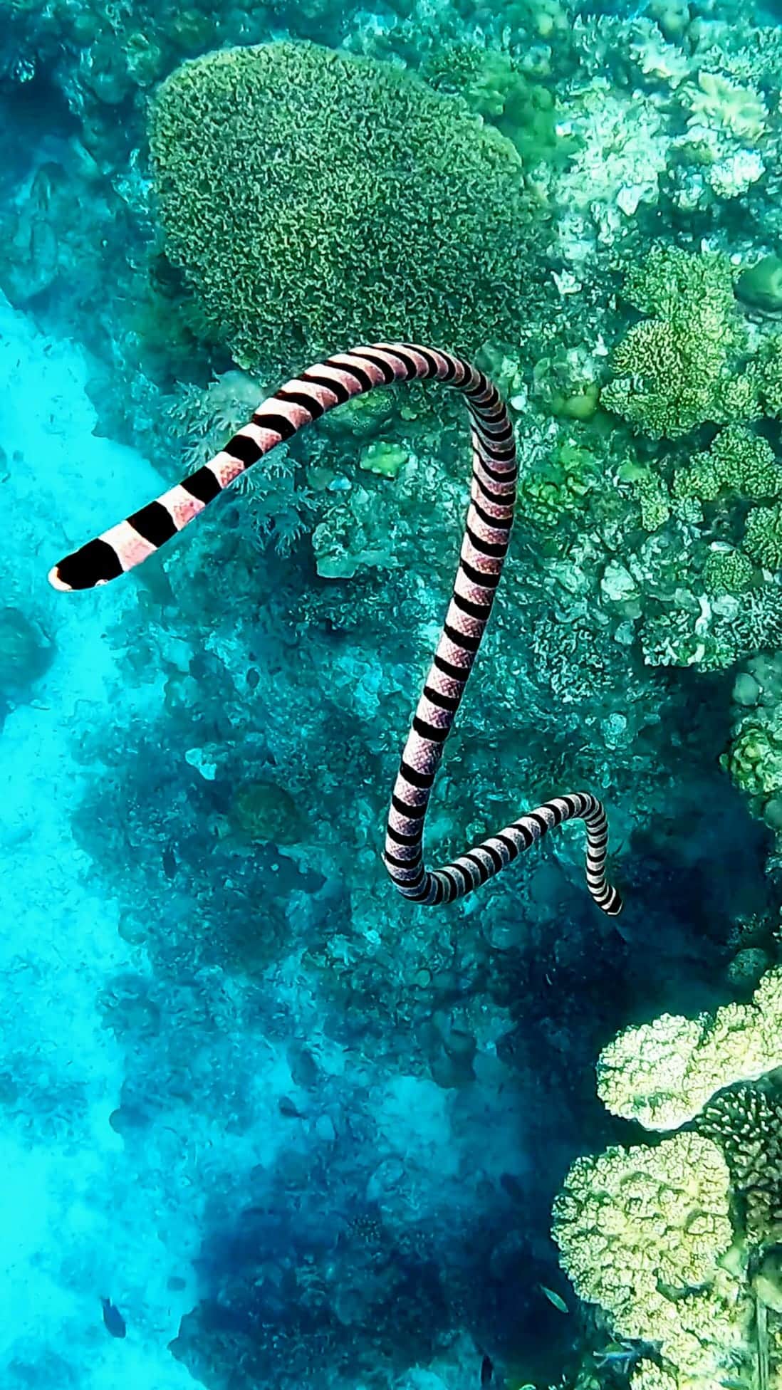 Serpent marin observé pendant une plongée à Bohol
