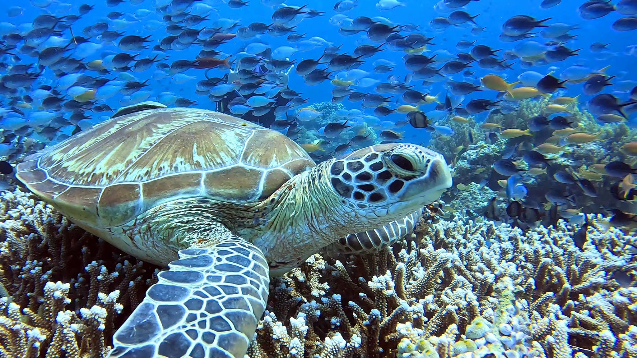 Tortue marine observée pendant une plongée à Bohol
