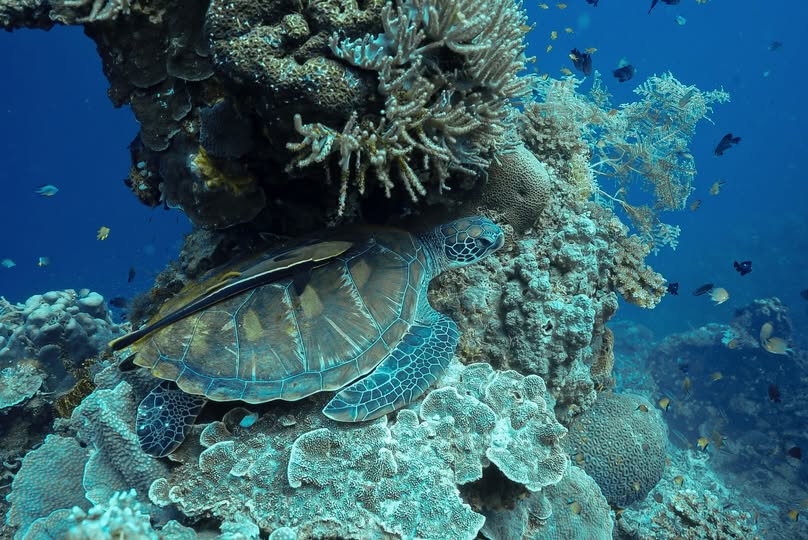 sea turtle philippines