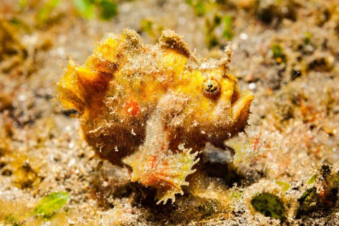 Poisson-grenouille jaune observé pendant une plongée à Panglao