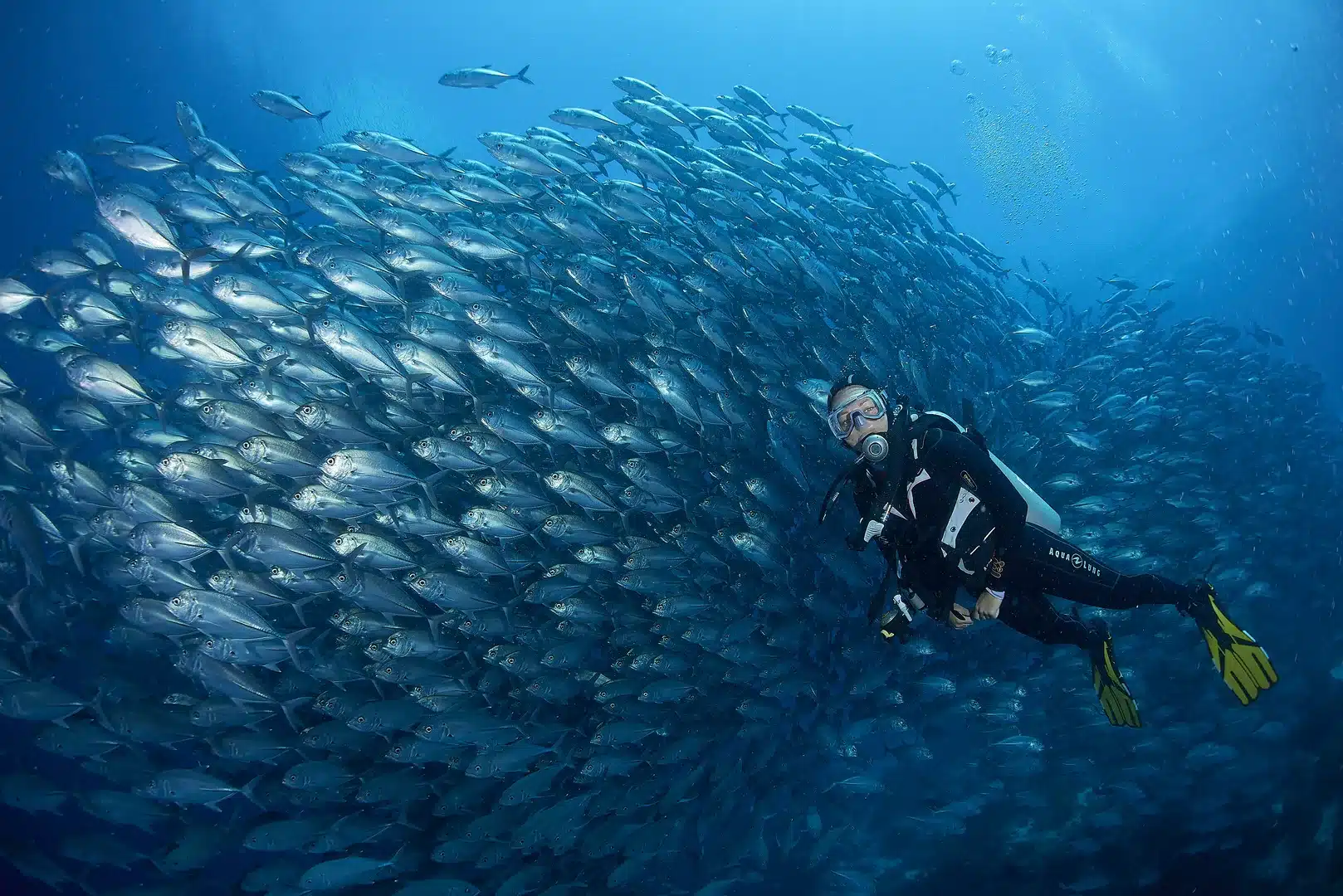 Plongée dans la réserve marine de Balicasag à Bohol