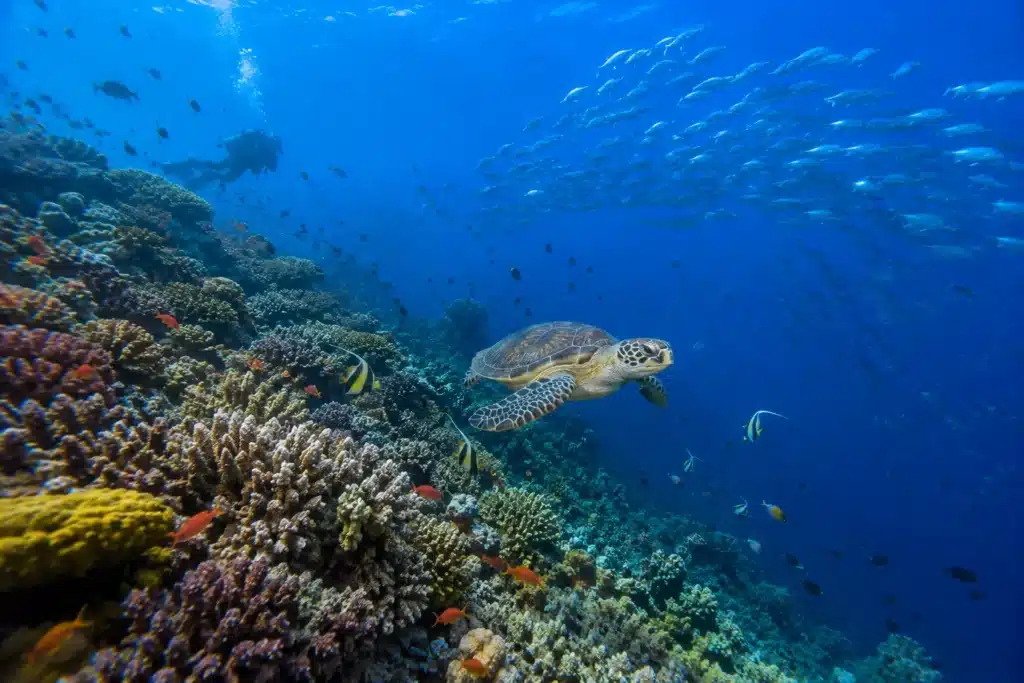 Tortue marine évoluant au-dessus des récifs coralliens de Snake Island à Pamilacan, entourée d'un banc de poissons tropicaux.