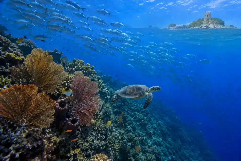 Tortue marine et banc de carangues au-dessus du tombant corallien de Spanish Tower à Pamilacan, aux Philippines.