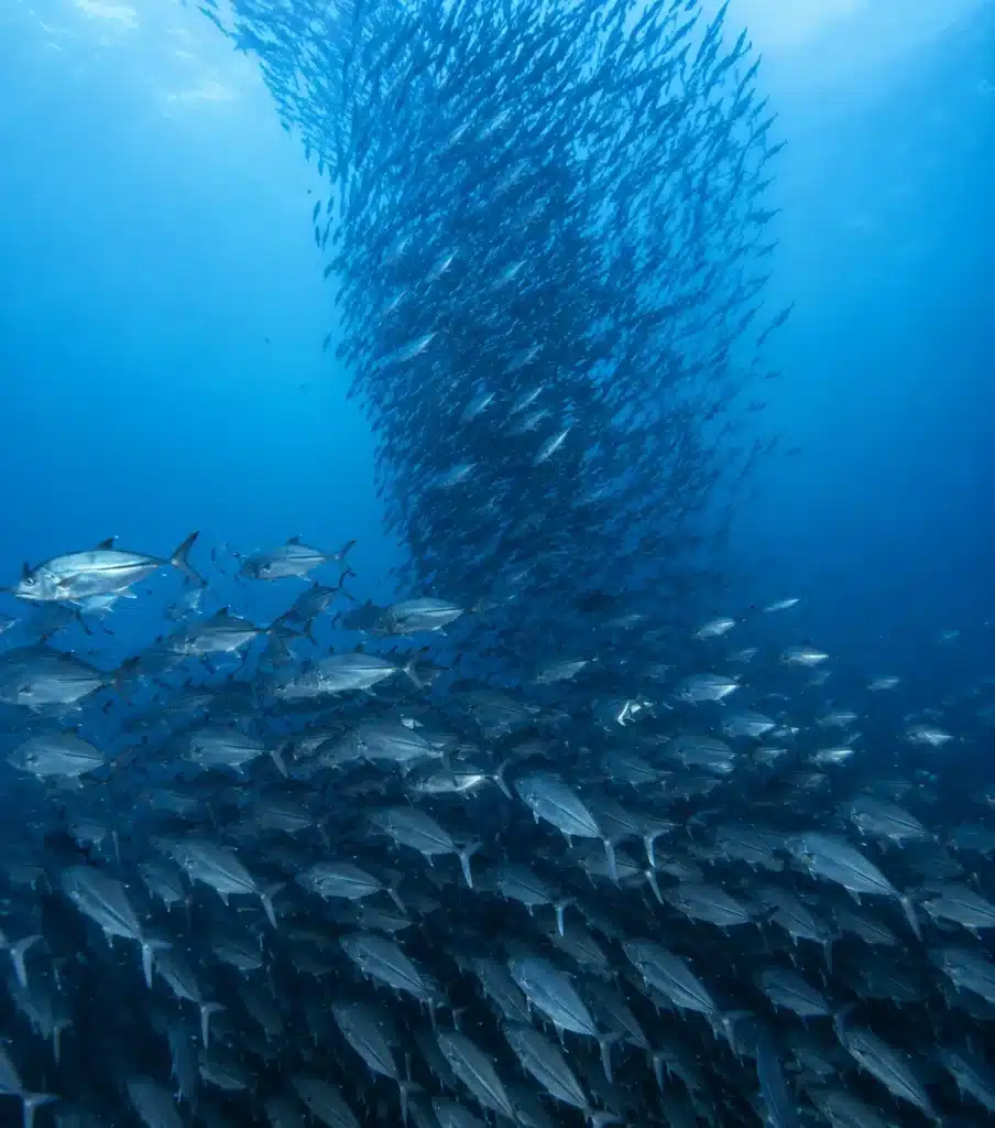 Immense banc de carangues formant une colonne dans les eaux de Pamilacan, au cœur de la mer de Bohol.