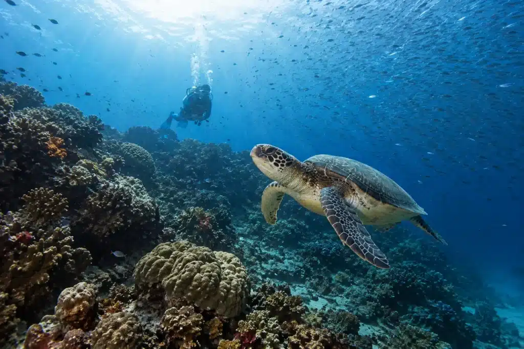 Plongeur observant une tortue verte au-dessus d'un récif corallien à Panglao, dans la mer de Bohol aux Philippines.