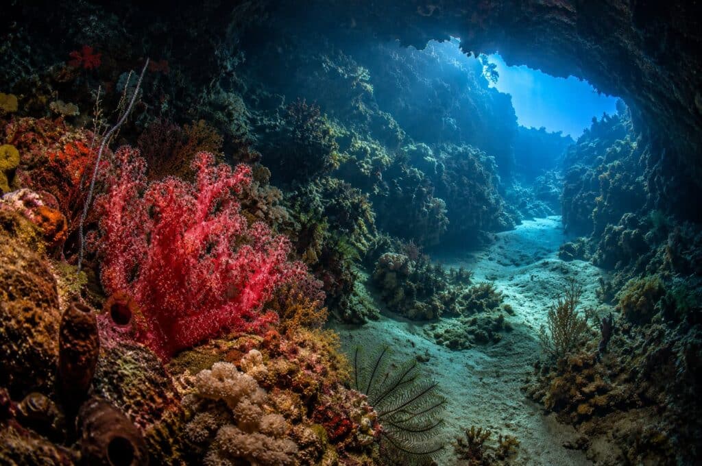 Arche sous-marine du site de plongée Arco Point à Panglao, entourée de coraux mous colorés et d'un tombant riche en vie marine.