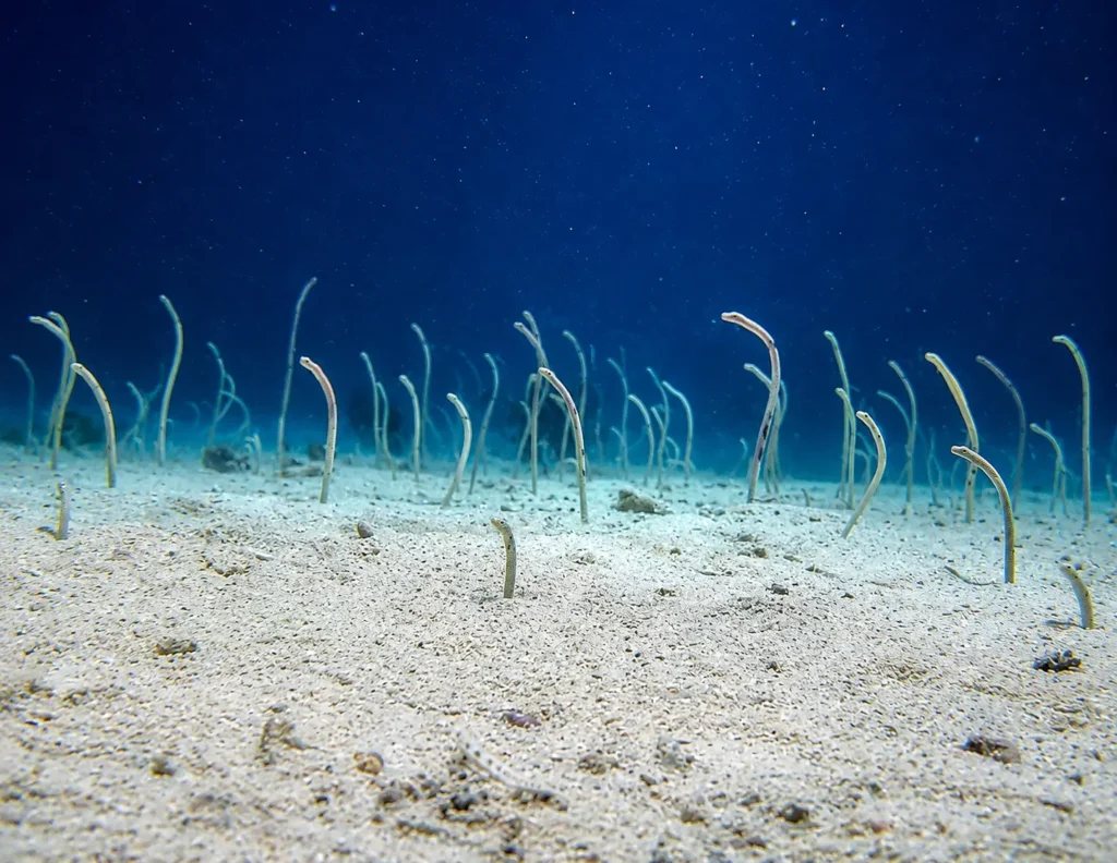 Colonie d'anguilles jardinières sur le site de plongée Garden Eels à Panglao, évoluant sur un fond sableux aux Philippines.