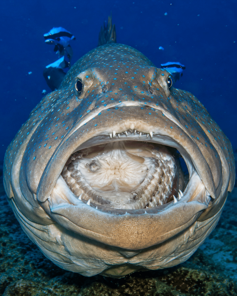 Mérou géant ouvrant sa bouche sur un récif de Panglao, observé lors d'une plongée sous-marine aux Philippines.