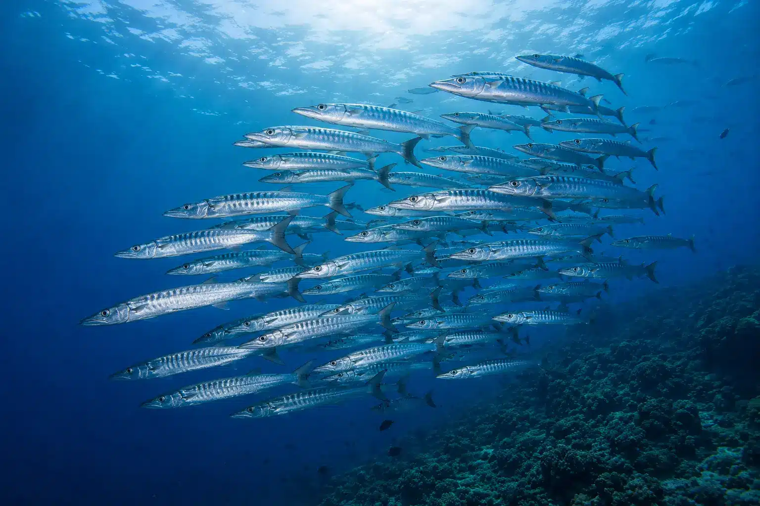 Banc de barracudas observé pendant une plongée à Bohol
