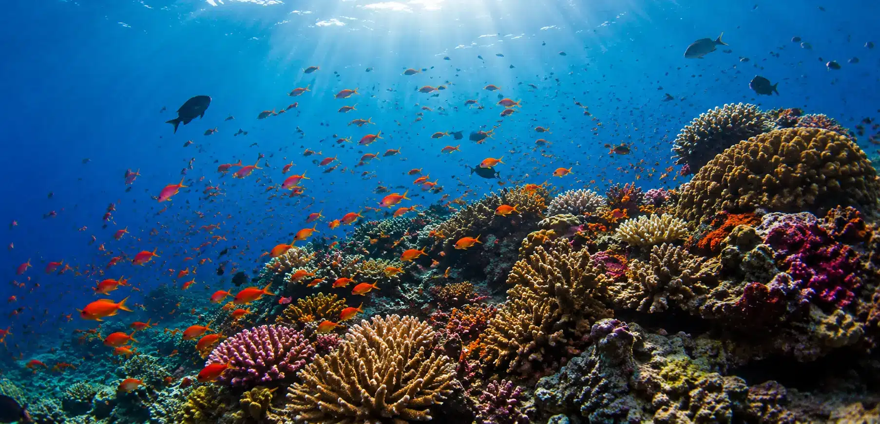 Faune marine des Philippines avec tortue, poissons tropicaux et récif corallien