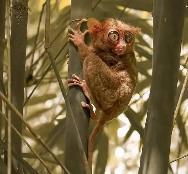 Tarsier des Philippines observé à Bohol