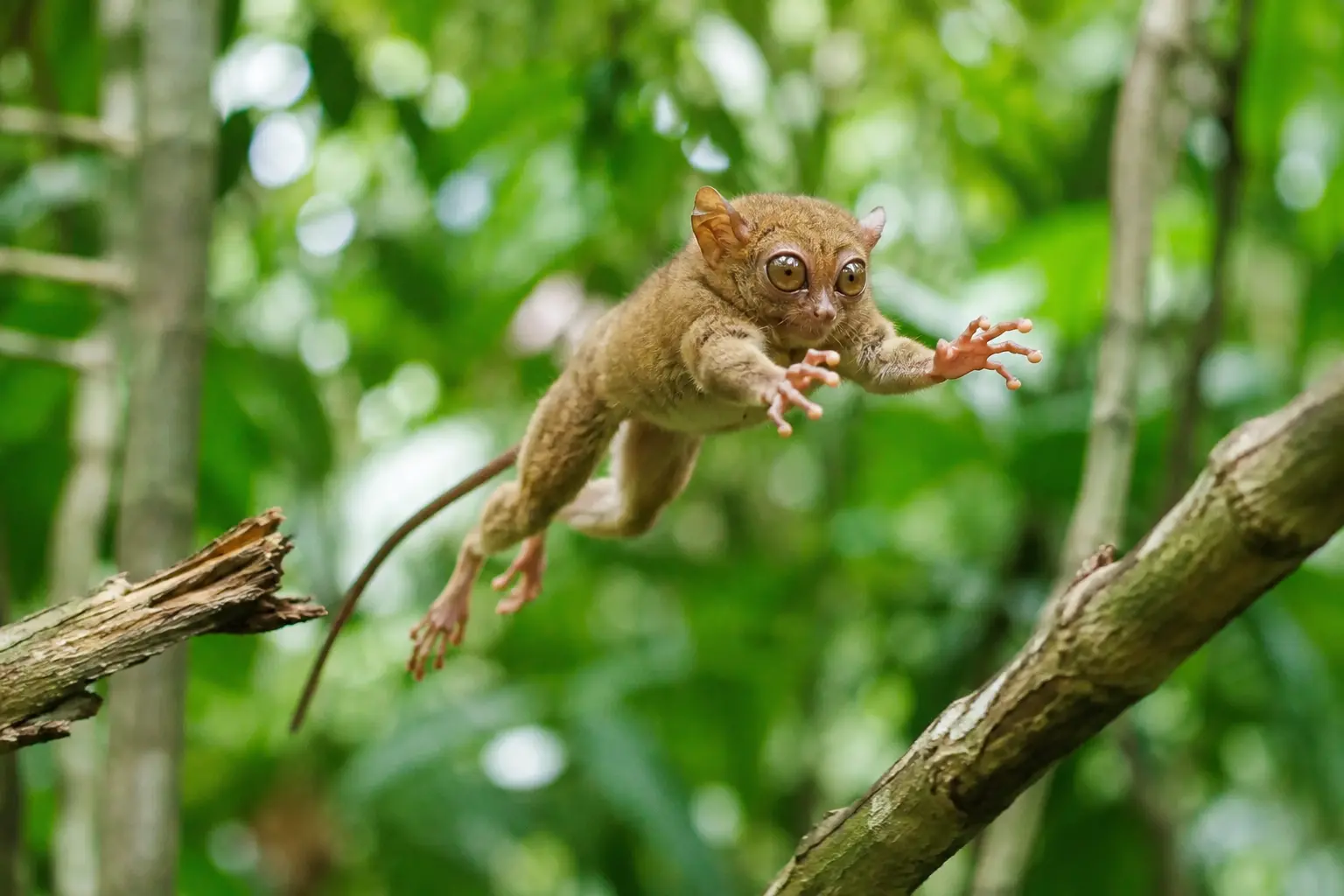 Tarsier des Philippines à Bohol